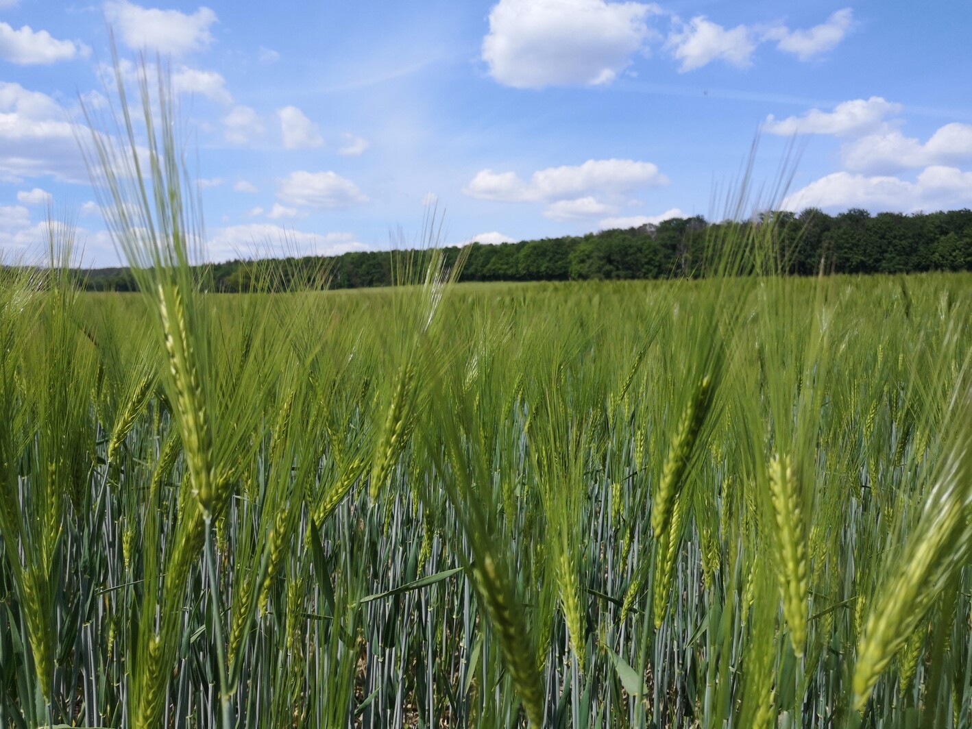 Feld im Frühjahr