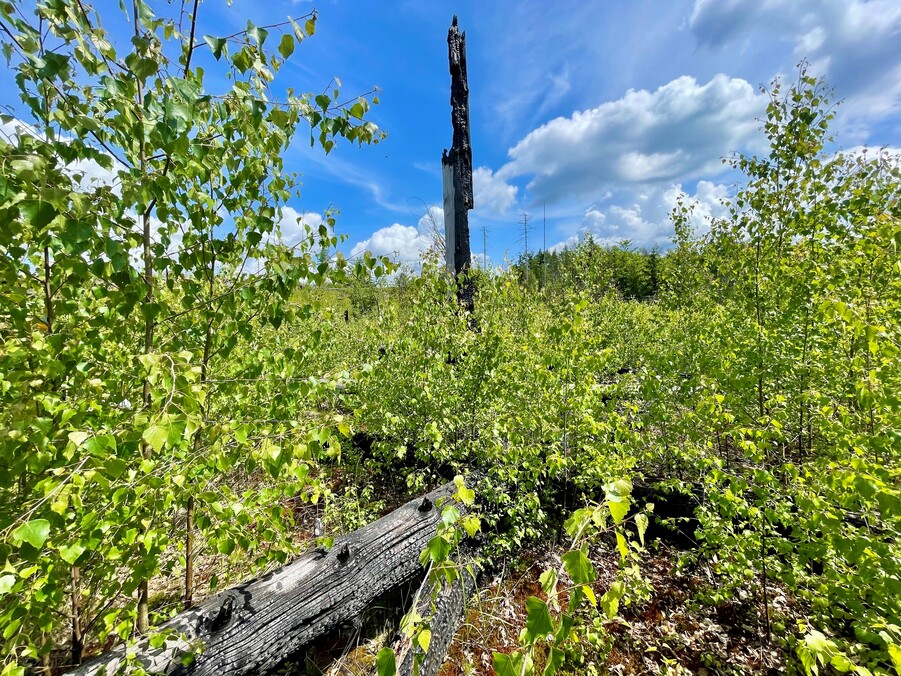 abgebrannter Baumstumpf inmitten wachsender Vegetation