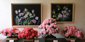 Foto aus den Botanischen Sammlungen Landschloß Pirna-Zuschendorf