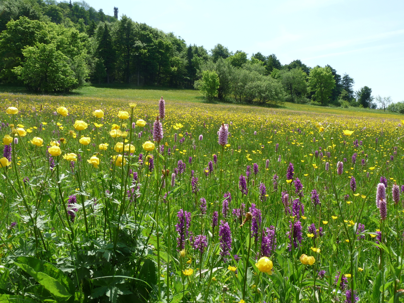 Blütenbunte Bergwiese am Klengelsteig