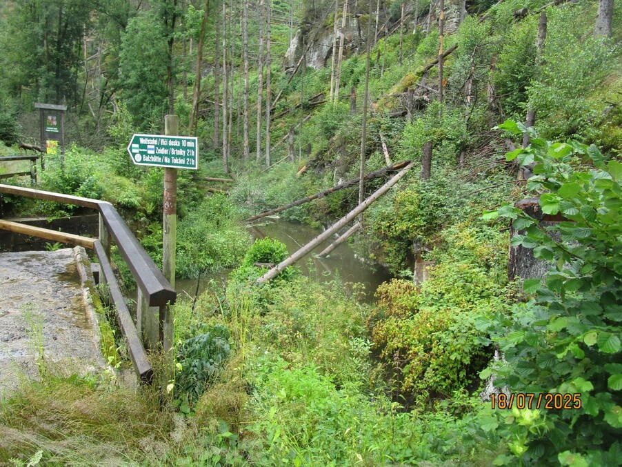 Totholz am Bach