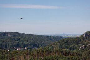 Baum wird aus Wald geflogen 