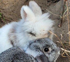 Symbolbild mit Kaninchen