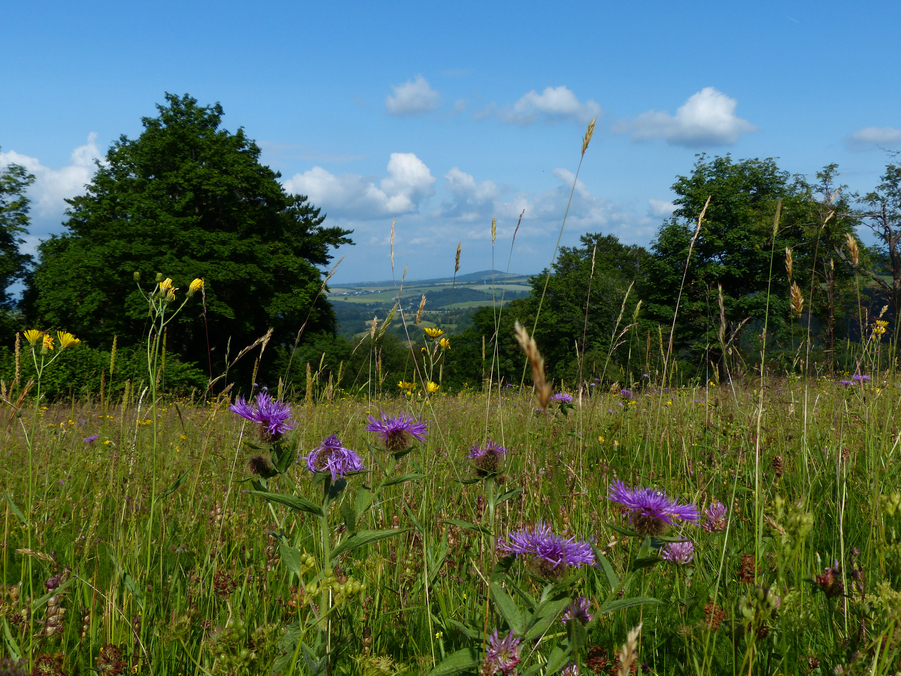 Bergwiese im Osterzgebirge