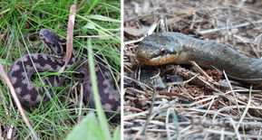 Fotos von den Schlangen