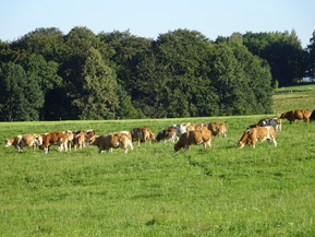 Kuehe auf der Weide 