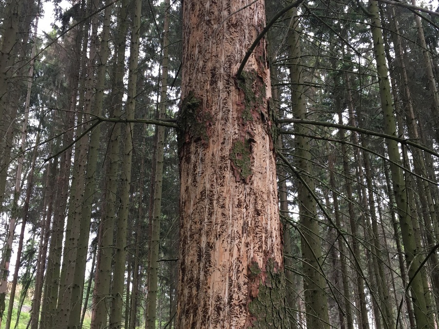 Massiver Borkenkäferbefall an Fichte