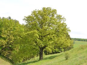 Foto von einem Baum
