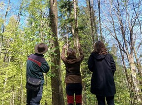 Foto aus dem Wald