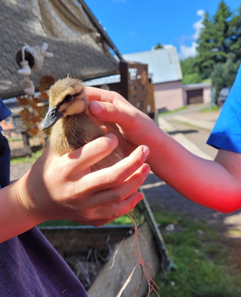 Kinderhände halten ein Vogeljungtier
