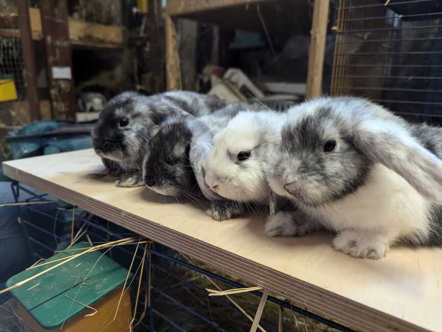 vier Rassekaninchen