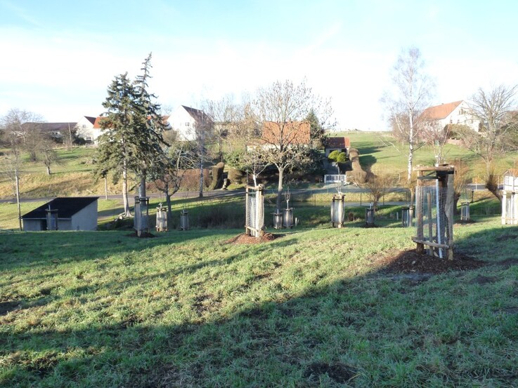 Streuobstwiese mit neugepflanzten Bäumen