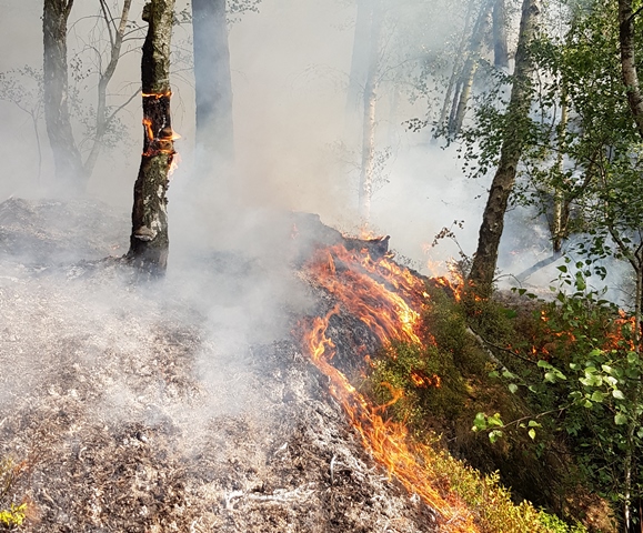 Symbolbild Waldbrand