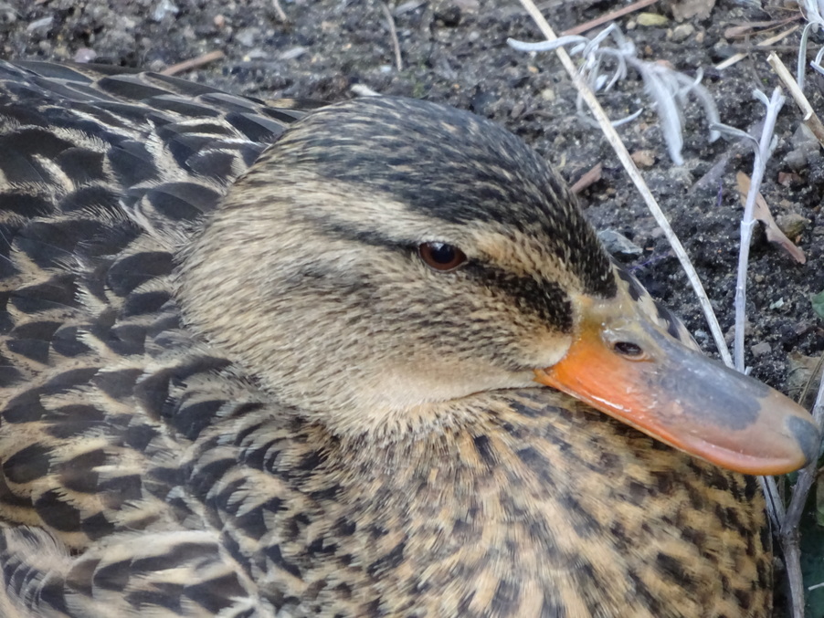 Wildente Symbolfoto