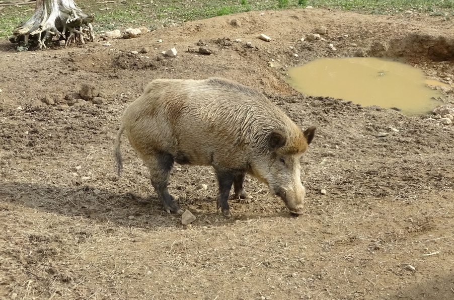 Wildschwein