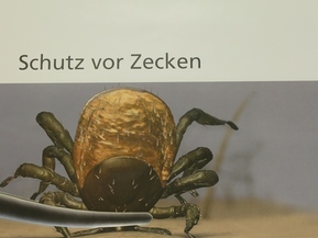 Zecken Symbolbild