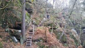 Herbstwald in der Sächsischen Schweiz