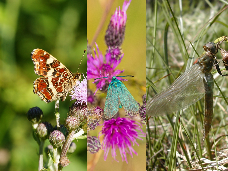 Landkärtchen, Ampfer-Grünwidderchen und Smaragd-Libelle