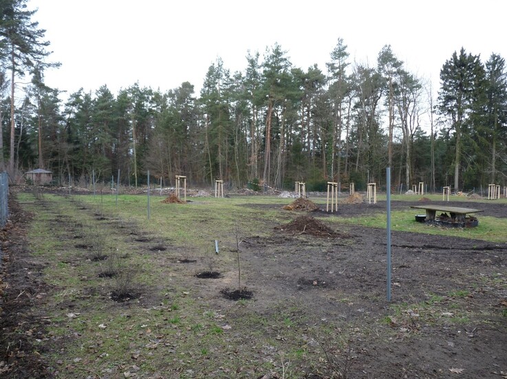 Bepflanzung der Freifläche mit Jungbäumen