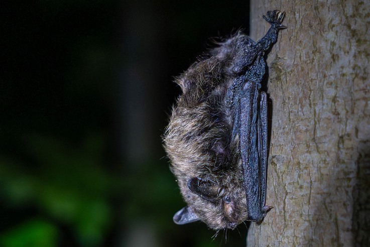 Nymphenfledermaus an Baum