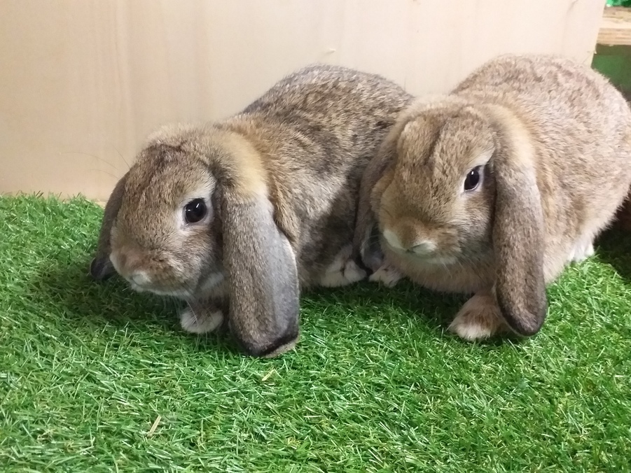 Rassekaninchen