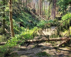 Foto blockierter Wanderweg